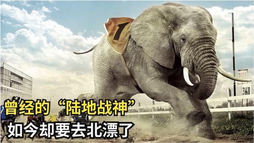 肥猪爆料虎子视频大全集,揭秘视频大全集背后的精彩故事 第2张 肥猪爆料虎子视频大全集,揭秘视频大全集背后的精彩故事 第2张